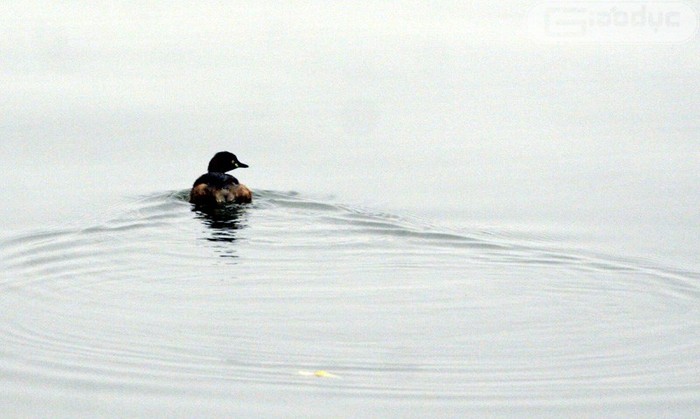 Môi trường sống của chim le le đang bị "tận diệt" khiến loài chim này không còn "đất" ở Hồ Tây.